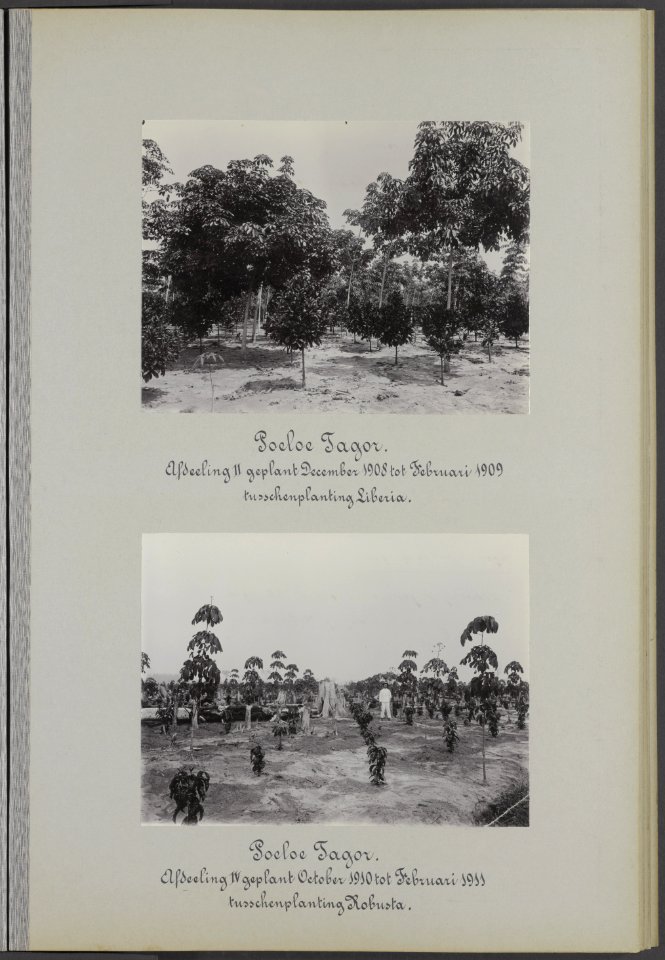 Boven Poeloe Tagor. Afdeeling II geplant December 1908 tot Februari 1909. Tussc, Bestanddeelnr 847 09
