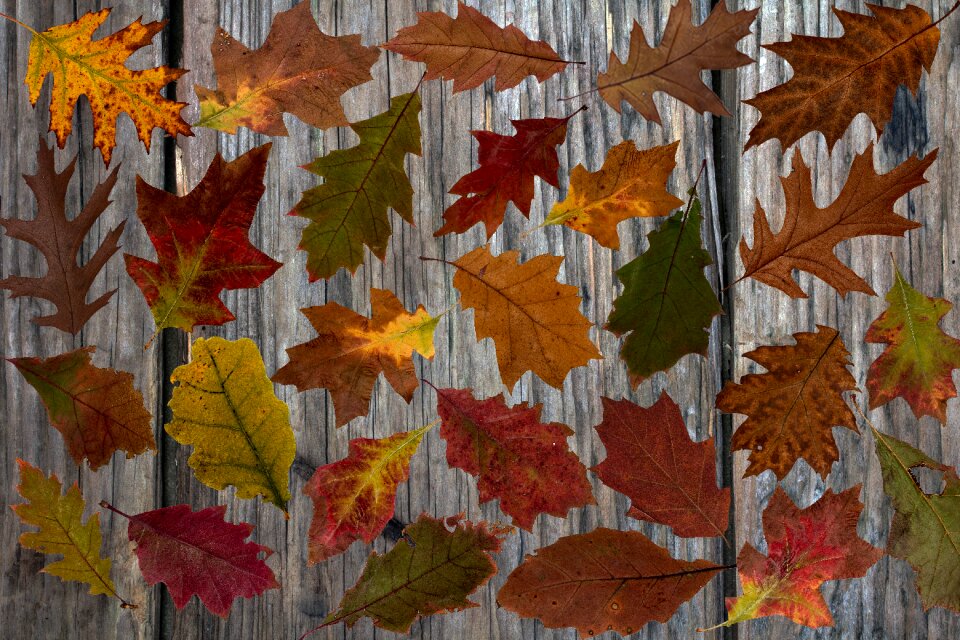 Colored fall color emerge