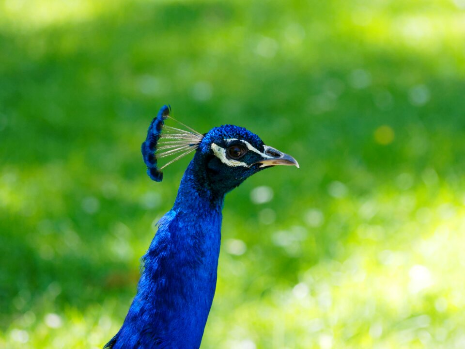 Feathers peacock blue bird
