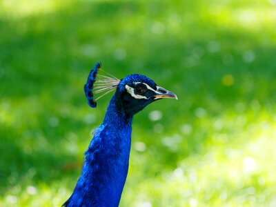 Feathers peacock blue bird photo