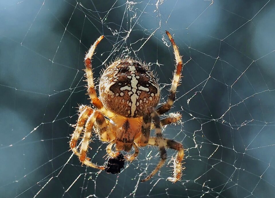 Insect cobweb close up