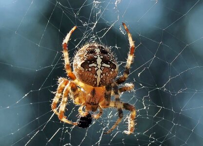 Insect cobweb close up