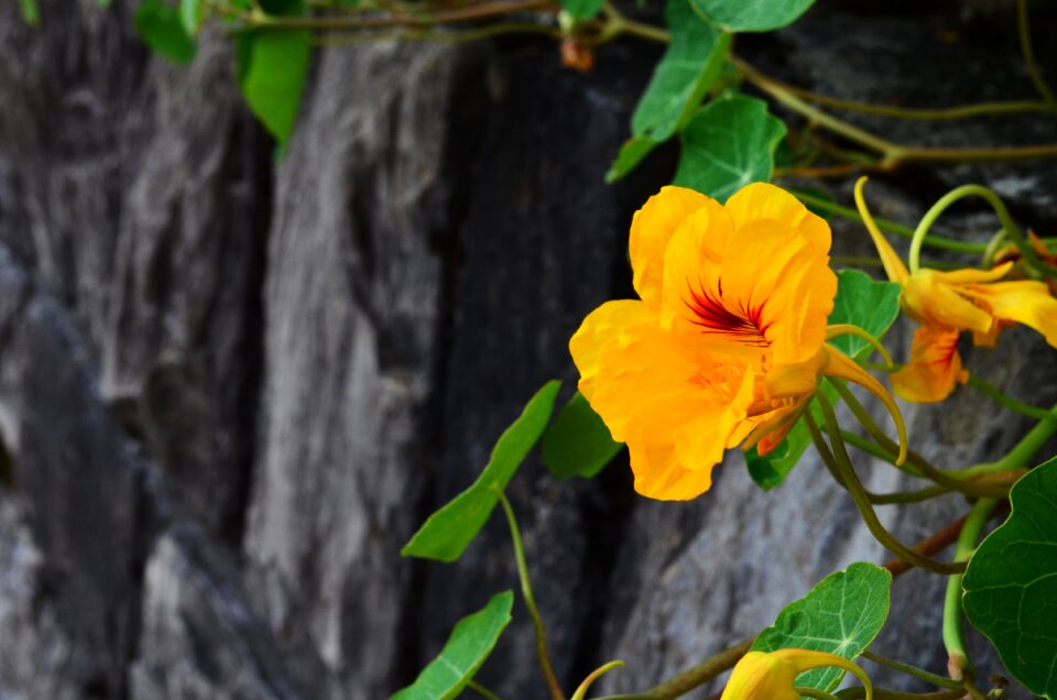 Rock orange yellow