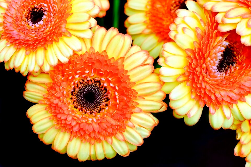Orange bloom spring