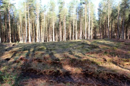 Bowl barrow 380m south west of Santon House