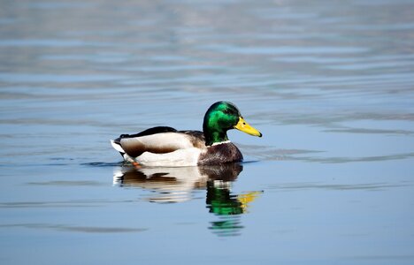 Bird poultry animal world photo