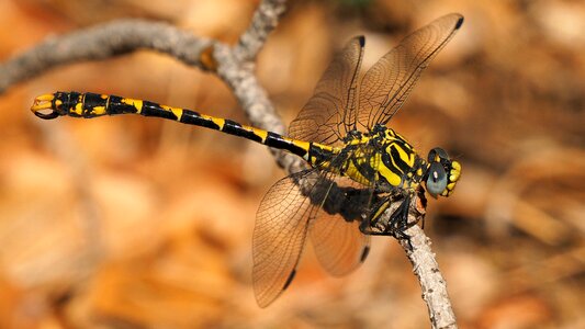 Insect dragonfly macro
