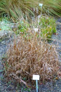 Bromus inermis - Botanischer Garten, Dresden, Germany - DSC08728