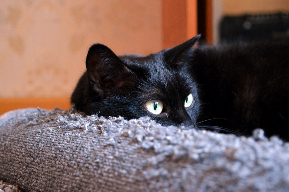 Cat cat dreams cat is