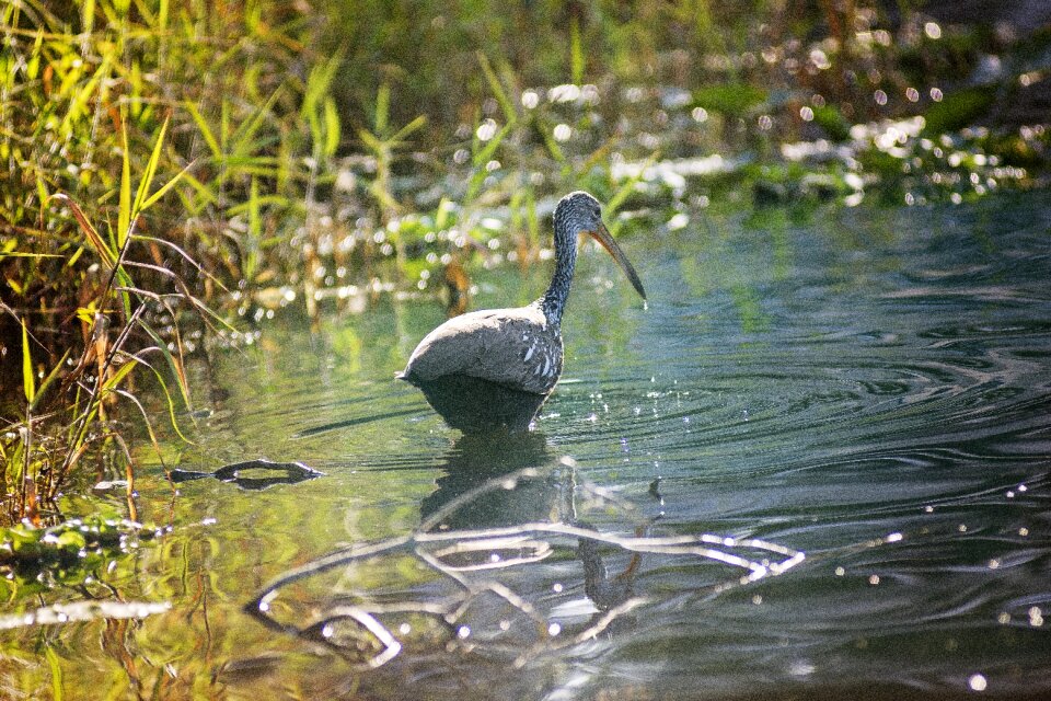 Nature animal lake