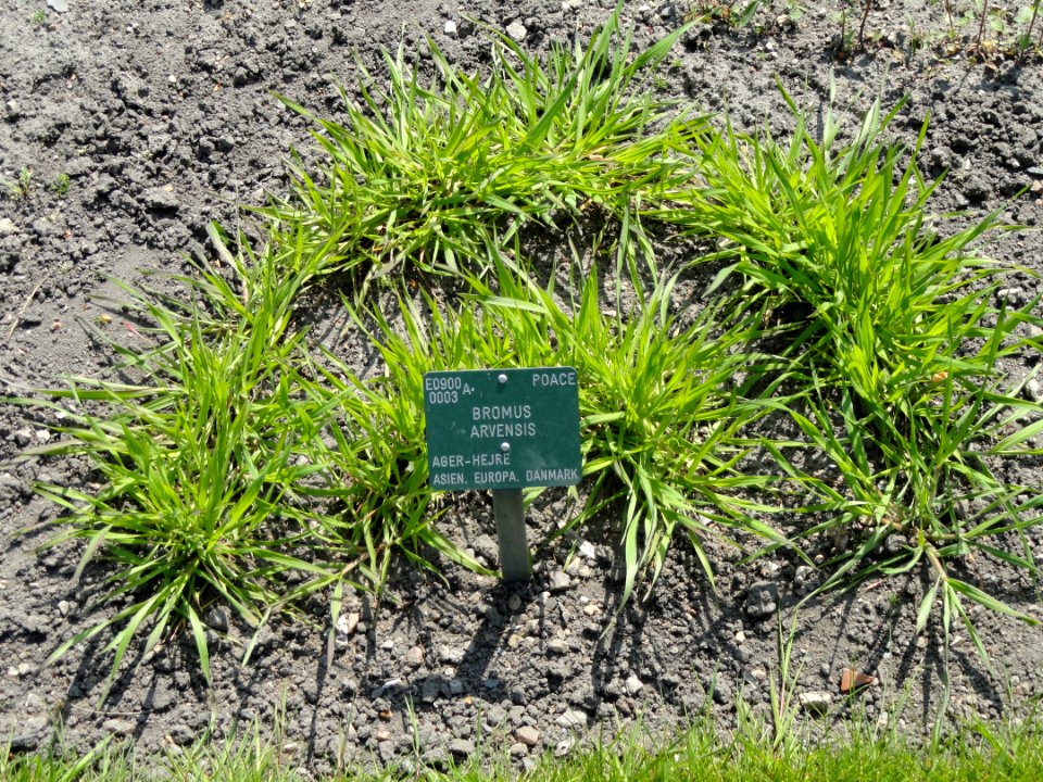 Bromus arvensis - Copenhagen Botanical Garden - DSC08048