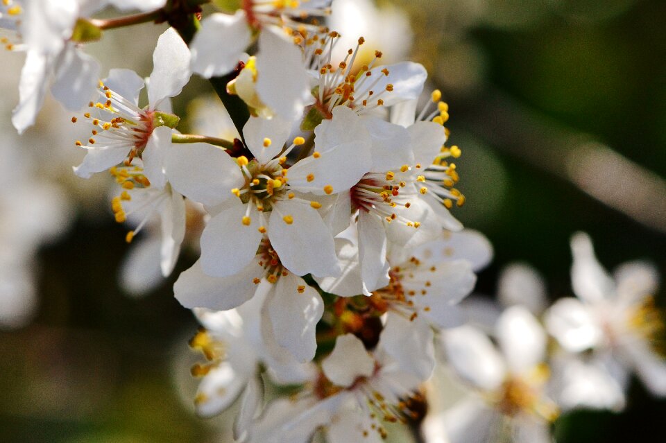 Bloom nature plant photo