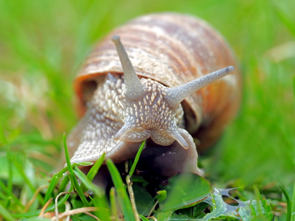Slowly animals reptile