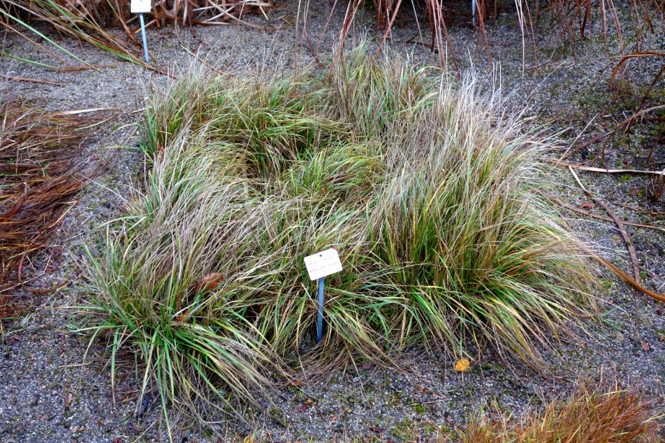 Bromus erectus - Botanischer Garten, Dresden, Germany - DSC08752