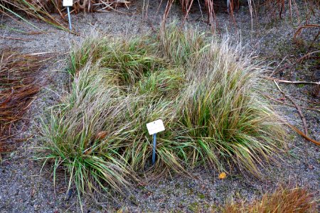 Bromus erectus - Botanischer Garten, Dresden, Germany - DSC08752