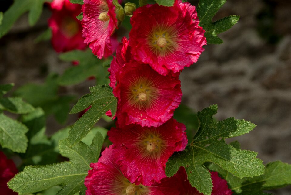 Ibiscus flowering garden