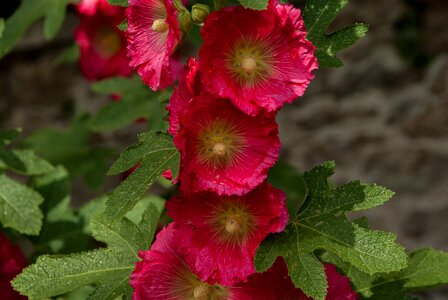 Ibiscus flowering garden
