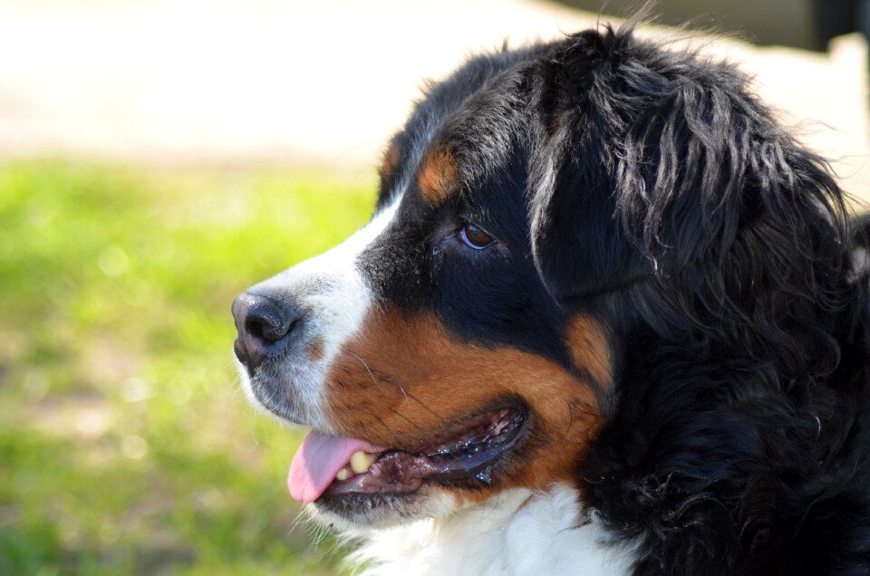 Animals domestic animal puppy