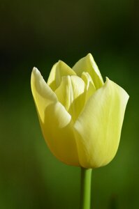 Flower spring yellow