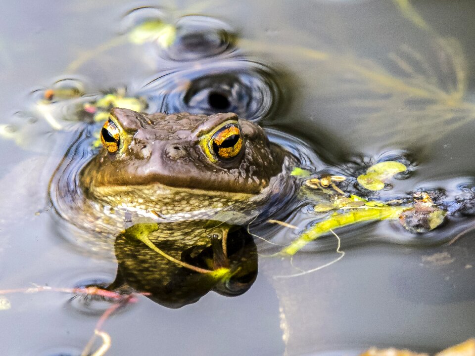 Amphibians nature animal