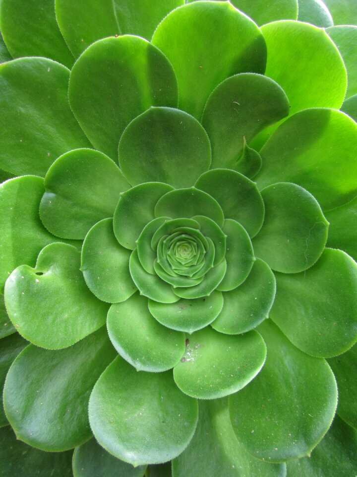 Green fresh nature
