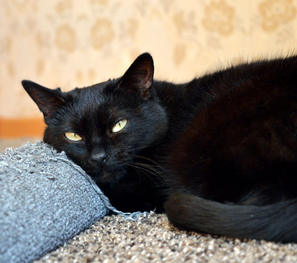 Cat cat dreams cat is