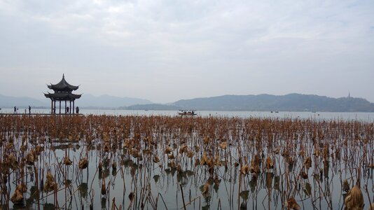 West lake lake lotus