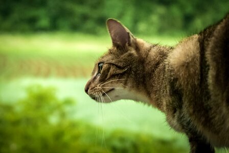 Mustache cat's eyes meadow photo