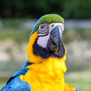 Bird blue yellow photo