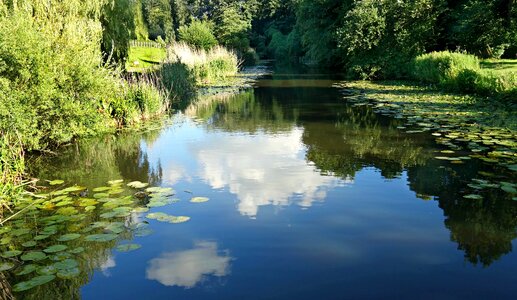 Waterlily lake tranquil photo