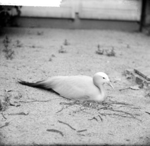 Broedende paradijskraanvogel, Bestanddeelnr 912-6078