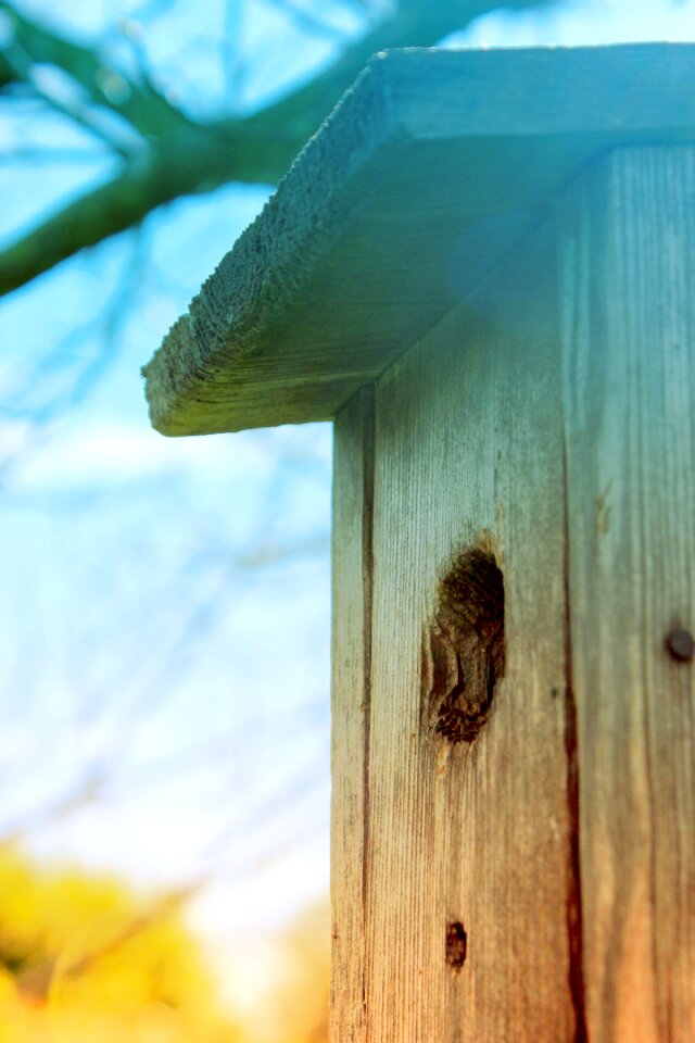 Birdhouse summer spring