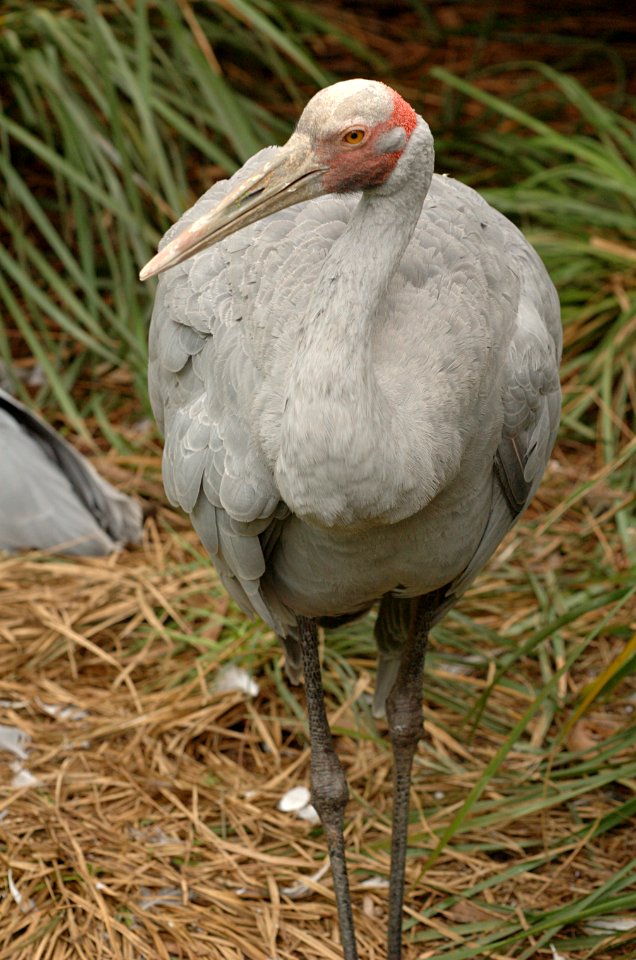 Brolga-Melbourne-Zoo-20070224-026