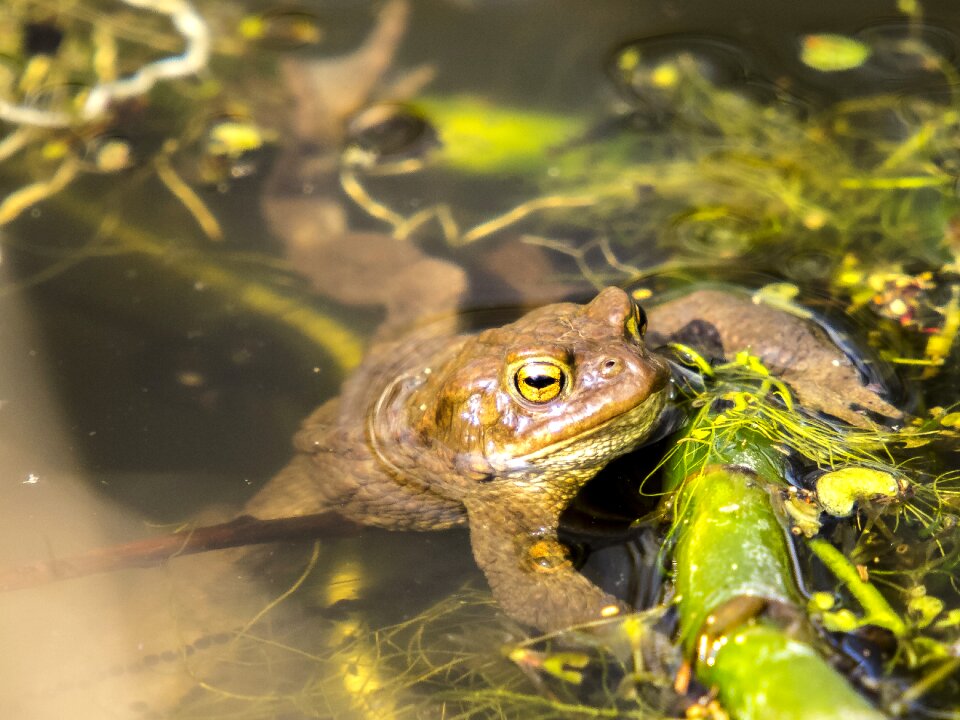 Amphibians nature animal
