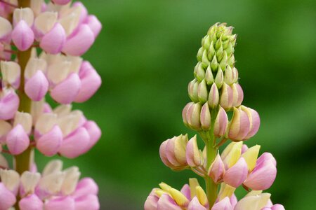 Plant close up summer photo