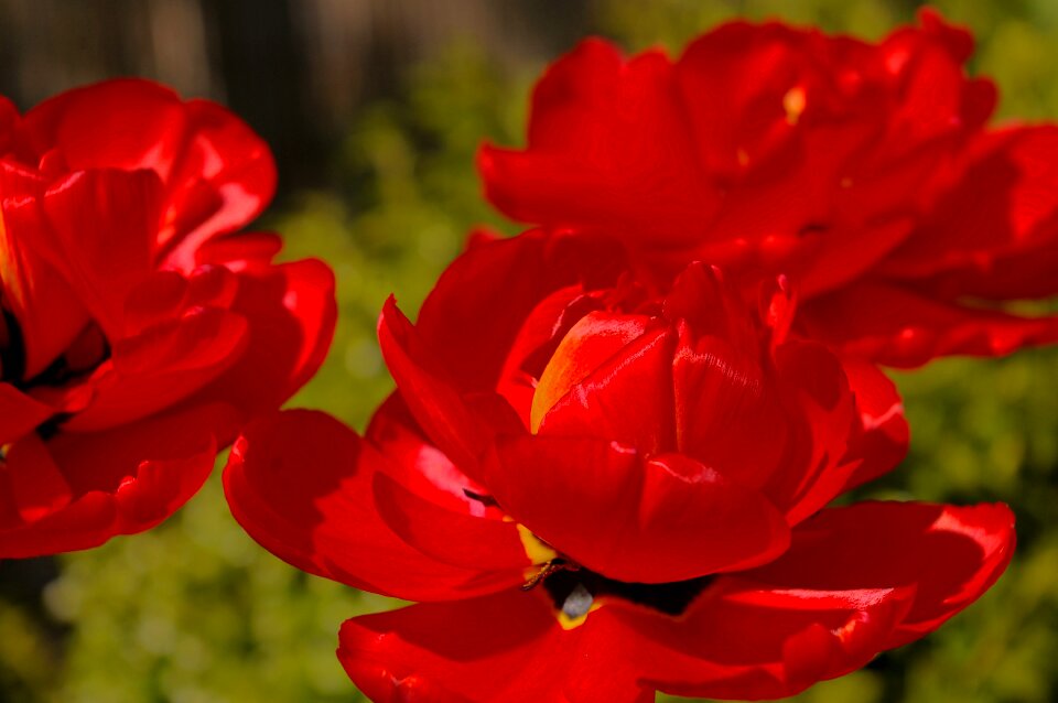 Flower spring nature