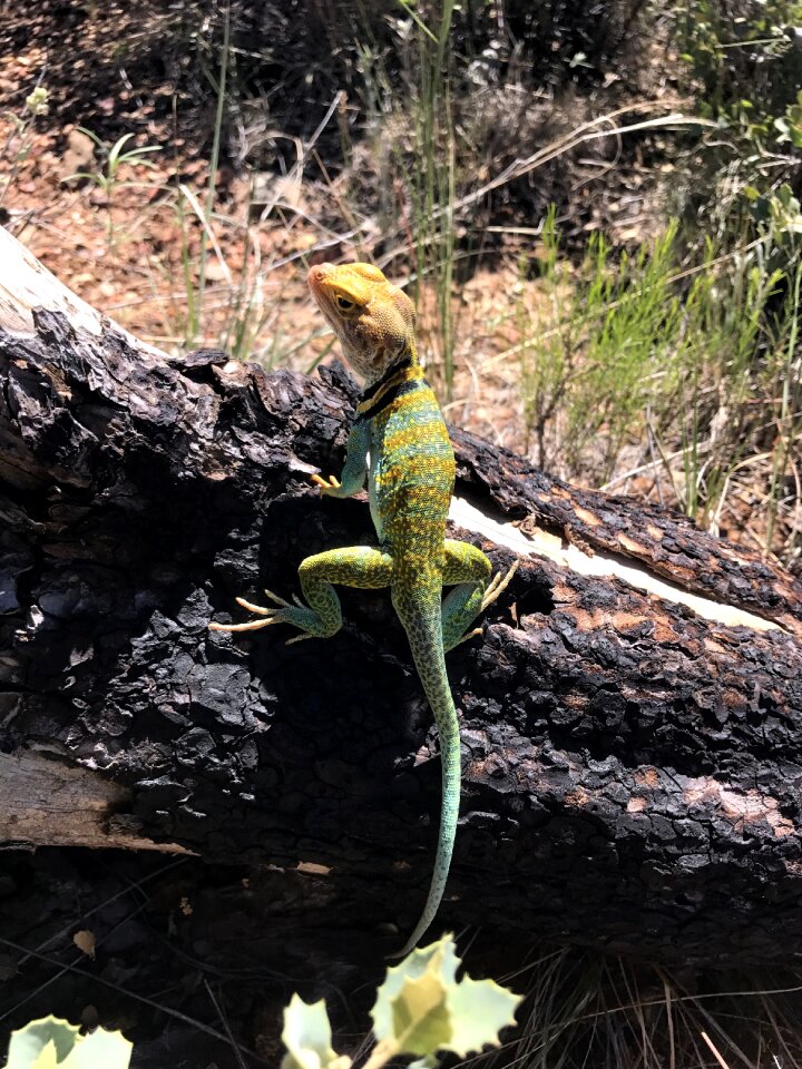 Gecko iguana zoology
