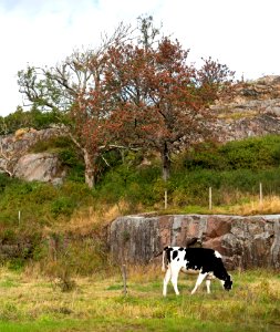 Broberg in Brodalen 6