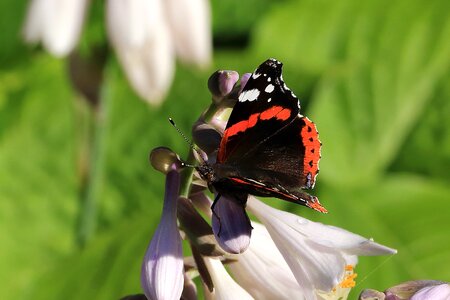 Butterfly admiral insect