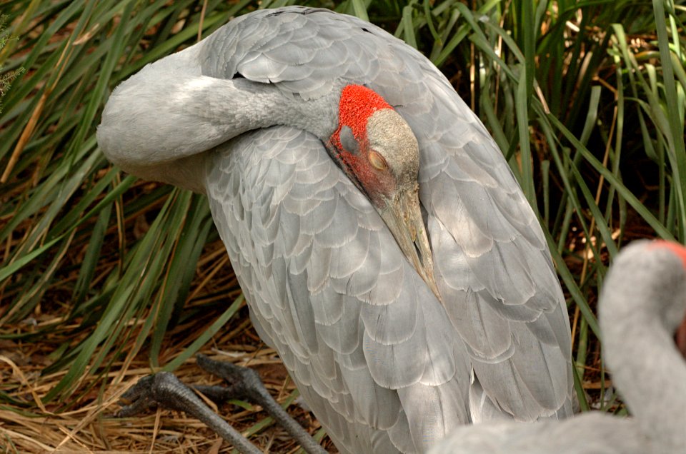 Brolga-Melbourne-Zoo-20070224-025