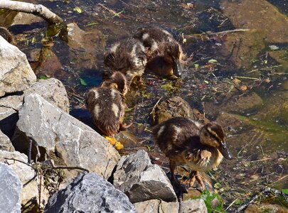 Young fuzzy waterfowl