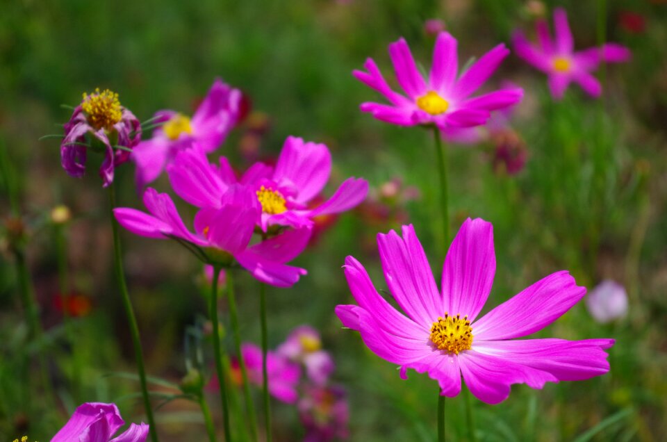 Daisy purple flowers universe plant