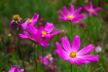 Daisy purple flowers universe plant photo