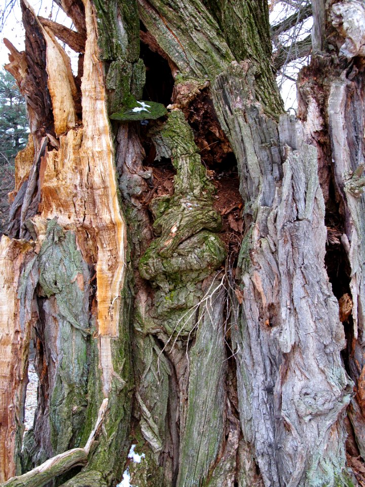 Broken tree, Mt. Lebanon Cemetery, 2021-01-29, 01