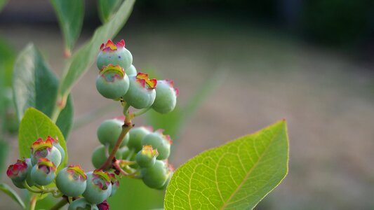 Nature bilberry american isolated fruits