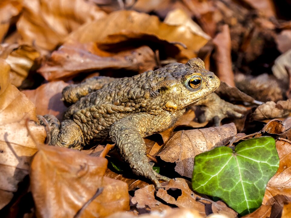 Amphibians nature animal