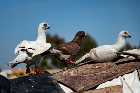 Broken Wings (154281433) photo