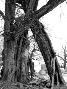 Broken tree, Mt. Lebanon Cemetery, 2021-01-29, 03, bw photo