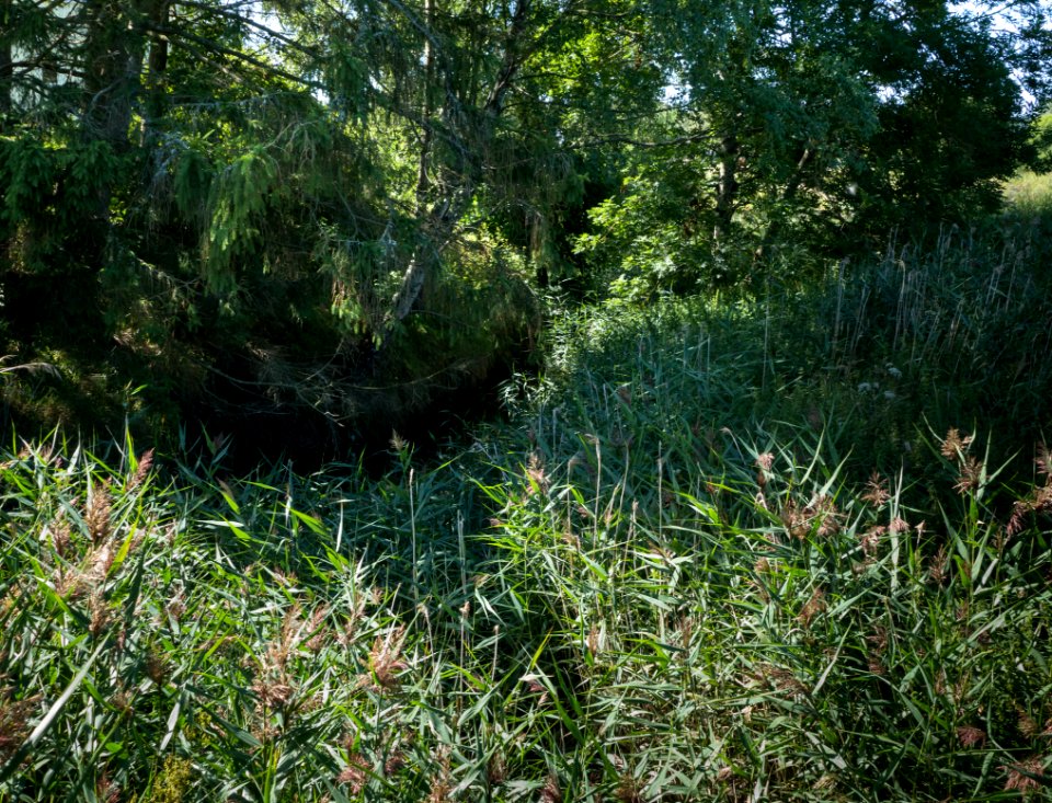 Broälven nature reserve at Brodalen 2