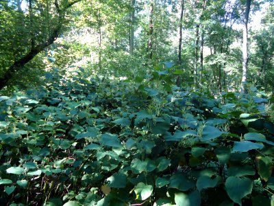 Broadleafed plants in park in Cranford New Jersey